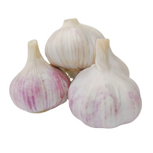 Good quality Chinese garlic for mesh bags garlic